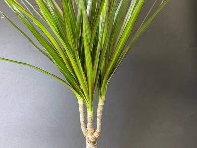 Драцена (h55/d11)