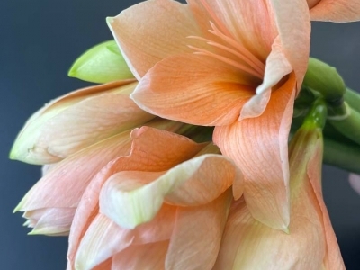 Хипеаструм (амариллис) Салмон персиковый
