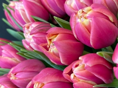 Тюльпан Колумбус пионовидный 