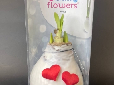 Луковицы амариллиса, покрытые белым воском ко Дню влюбленных в коробке