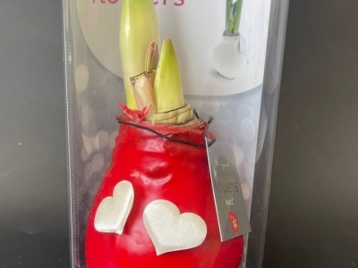 Луковицы красного амариллиса покрытые красным воском к Дню святого Валентина в коробке