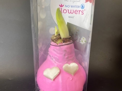 Луковицы амариллиса, покрытые розовым воском к Дню влюбленных