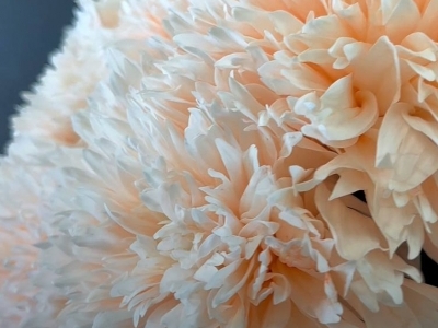 Хризантема Спайдер Пич