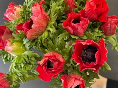 Анемон Мистраль Ред