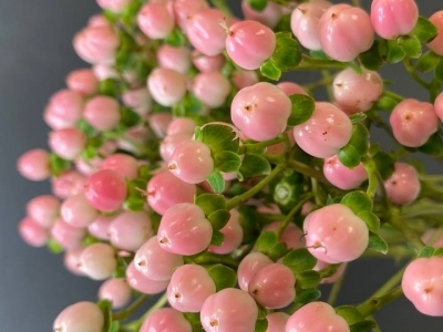 Гиперикум (Зверобой)