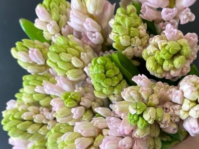 Гиацинт розовый 