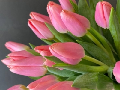 Тюльпан Масковри