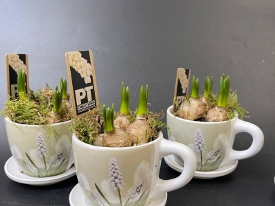 Мускари в керамической чашке. Аранжировка