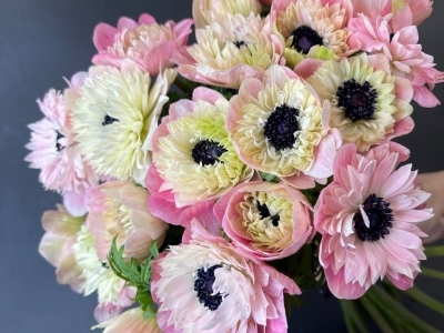 Анемон махровый в ассортименте