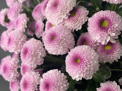 Хризантема Шугар Банни