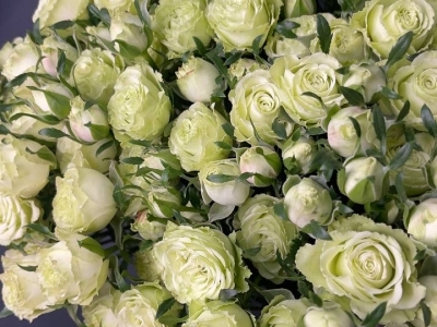 Роза кустовая Лимузин