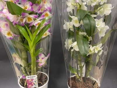 Дендробиум в горшке в ассортименте