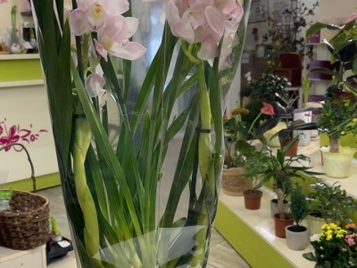 Цимбидиум в горшке в ассортименте
