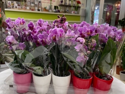  Орхидея Фаленопсис мини в керамическом горшке