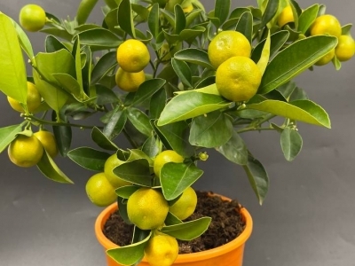 Цитрус Митис с плодами