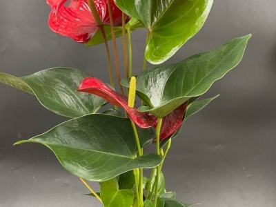 Антуриум красный (d12)