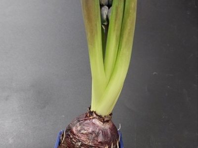 Гиацинт (луковица) в горшке в ассортименте