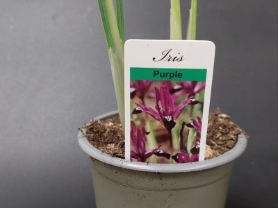 Ирисы в горшке 