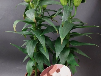 Лилия в горшке (d17)