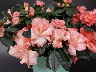 Азалия в ассортименте (d13)