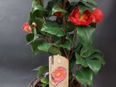 Камелия в горшке