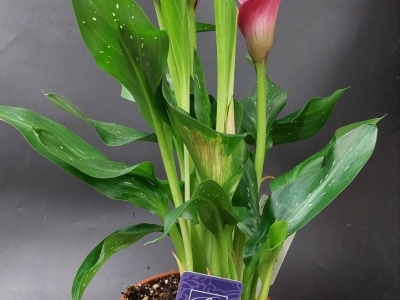 Калла (Зантедехия) в ассортименте