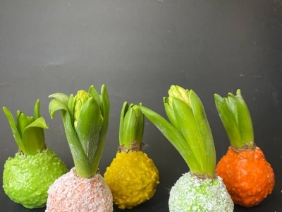 Луковица гиацинта, покрытая воском в ассортименте