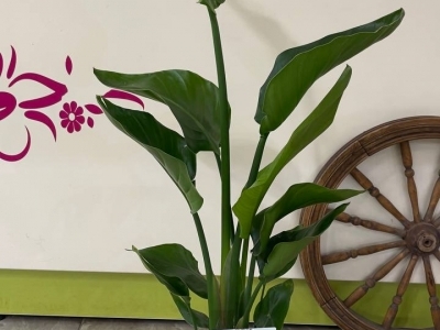 Стрелиция (h100))