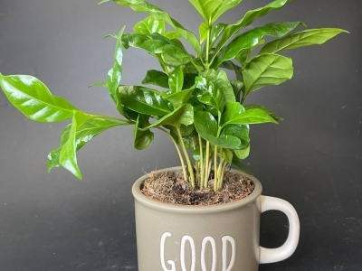 Кофе арабика в чашке в ассортименте