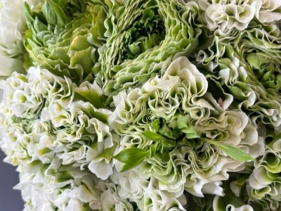 Ранункулюс (лютик) Пон пон