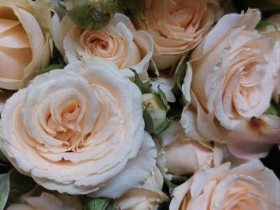 Роза кустовая Тринити