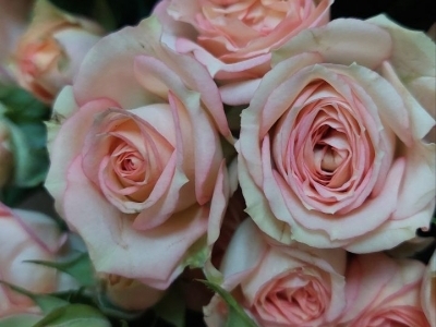 Роза кустовая Озора