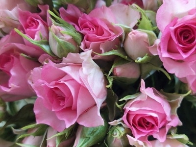 Роза кустовая Рубски