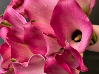 Калла в ассортименте