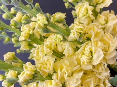 Маттиола (Левкой) в ассортименте