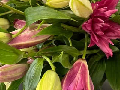 Лилия кустовая