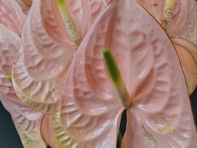 Антуриум розовый