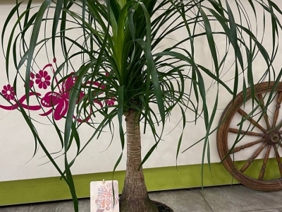 Нолина (Беукарнея) (h105)