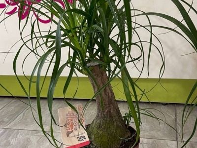 Нолина (Беукарнея) (h70)