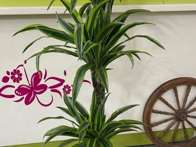 Драцена Лемон Лайм  