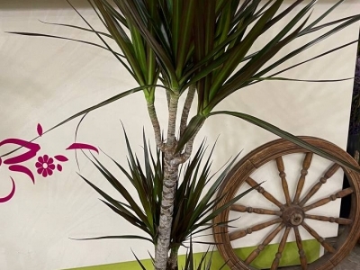 Драцена Маргината (h120)