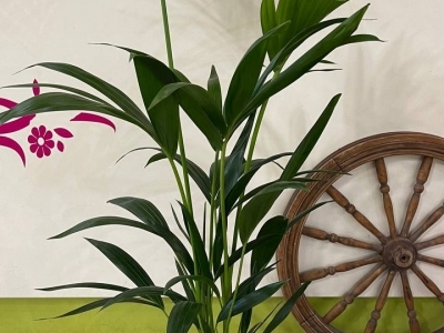 Кентия (Ховея) (h 105)