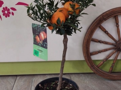 Померанец миртолистный Чинотто Миртифолия (горький апельсин) с плодами 