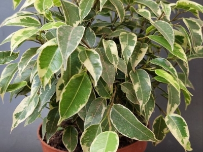 Фикус Бенджамина