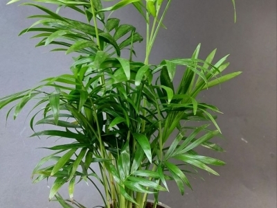 Хамедорея (h50)