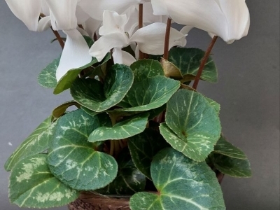 Цикламен в ассортименте (h25)