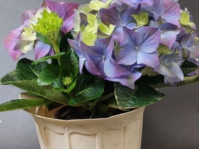 Гортензия (гидрангия) в ассортименте 