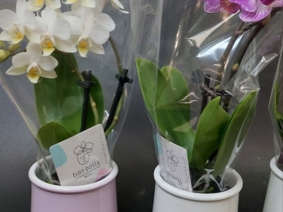 Орхидея Фаленопсис мини (d9)