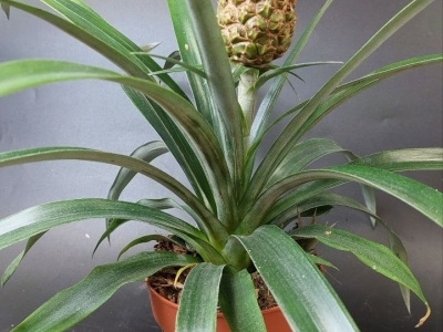 Ананас 