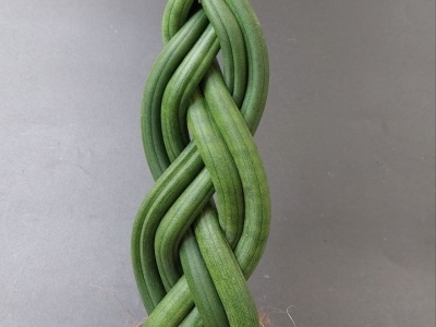 Сансевиерия "косичка"